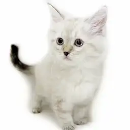 ネヴァマスカレード