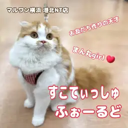 【 スコティッシュフォールド 】まぁるく大らかに成長中の生後6ヶ月の今