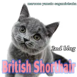 【 ブリティッシュ 】人懐っこく遊び好き!初めてでも安心な温和な猫の成長記録!