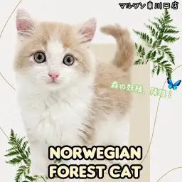【 ノルウェージャンフォレストキャット 】まるで妖精？美しすぎるノルちゃん登場！