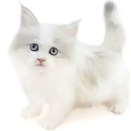 ネヴァマスカレード