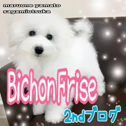 【 ビションフリーゼ 】お外デビューももう間近!アフロ犬を目指す成長の第一歩!