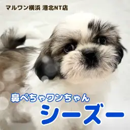 【 シーズー 】愛嬌たっぷり！鼻ぺちゃ癒し系シーズーくん