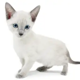 ロシアンブルー