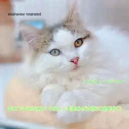 【 ノルウェージャンフォレストキャット 】生後3ヶ月、小ぶりに成長中！