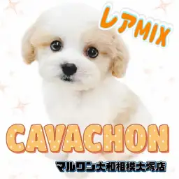 【 MIX 】人気沸騰!両親譲りの可愛さも最強なマルワンのキャバション登場!