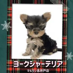 【 ヨークシャーテリア 】プレミアムな可愛いお顔と小さめボディをもった女の子！