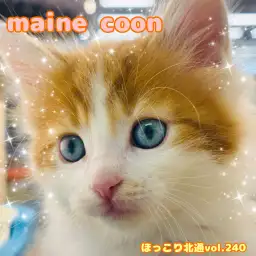 【 ほっこり北通vol.240 】大型猫メインクーンの男の子が埼玉県戸田市に登場