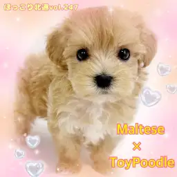 【 ほっこり北通vol.247 】大人気のMIX犬！マルプーの女の子入店！