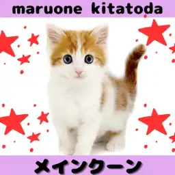 【 メインクーン 】ギャップに癒される！クールビューティーな甘えん坊にゃんこ入店