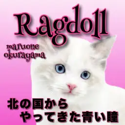 【 ラグドール  】警戒心皆無！！容姿端麗な絶世のブルーアイズ美男子！