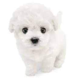 ビションフリーゼ