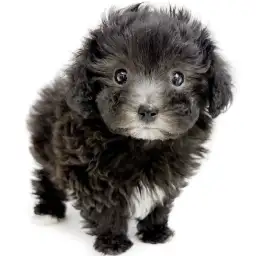 MIX（マルチーズ×トイプードル）