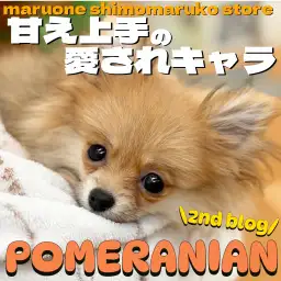 【 ポメラニアン 】お手入れ時間もリラックス!小さめな女の子の2ndブログ!