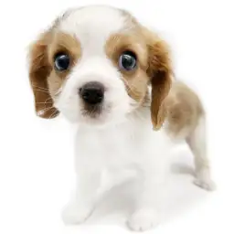 キャバリア・キングチャールズ・スパニエル