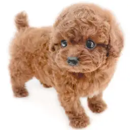 トイ・プードル