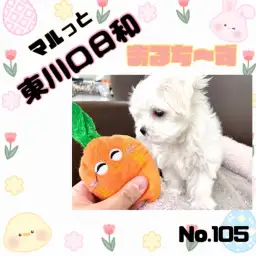 【 マルっと東川口日和No.105 】トレーニングを難なくクリア!優秀マルちゃん
