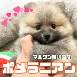 【 ポメラニアン 】爆毛たぬき顔!オレンジポメラニアンが久々登場!