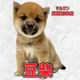 【 豆柴 】KC認定豆柴！凛々しい赤豆柴の小柄な男の子が埼玉浦和に登場