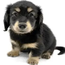 カニンヘン・ダックスフント