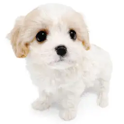 MIX（キャバリアキングチャールズスパニエル×ビションフリーゼ）