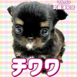 【 チワワ 】ブラックタン＆ホワイトの小さめサイズの女の子が埼玉浦和に登場