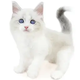 ネヴァマスカレード