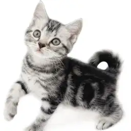 アメリカンショートヘア