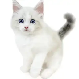 ネヴァマスカレード