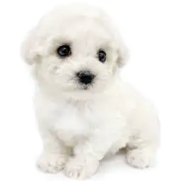 ビションフリーゼ