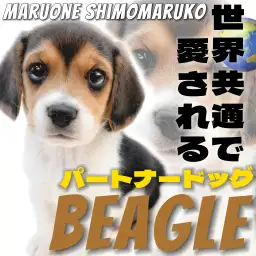 【 ビーグル 】ほのぼのフェイスが魅力！好奇心と探究心を秘めた甘えん坊ボーイ