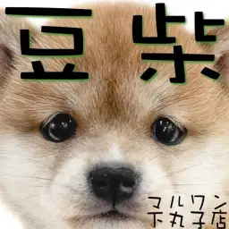 【 豆柴 】手乗りサイズの日本犬！永遠の子犬感が可愛イイまめしばが大田区にキタ！