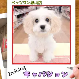 【 MIX 】キャバションの城山っ子成長報告！2025年12月10日