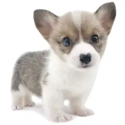 ウェルシュコーギーペンブローク