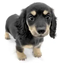 ミニチュア・ダックスフント