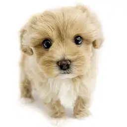 MIX（マルチーズ×トイプードル）