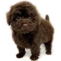 トイ・プードル