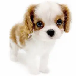 キャバリア・キングチャールズ・スパニエル