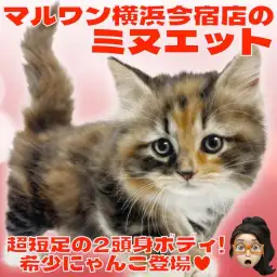 【 ミヌエット 】超短足の癒し系!ジュエリーカラーの甘えん坊な女の子!