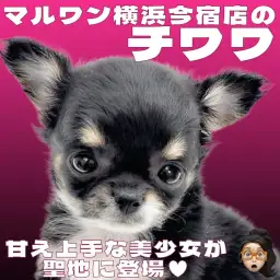 【 チワワ 】生後2ヶ月体重540g！王道ブラックタンの甘え上手な女の子！