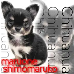 【 チワワ 】愛情はBIG！優しく甘えん坊なブラックタン＆ホワイトの女の子！