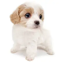 MIX（キャバリアキングチャールズスパニエル×ビションフリーゼ）