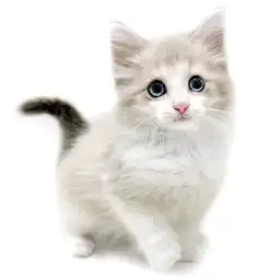 ネヴァマスカレード