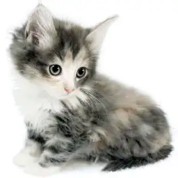 ノルウェージャンフォレストキャット