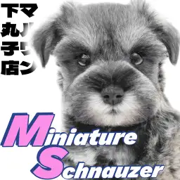 【 ミニチュアシュナウザー 】凛とした佇まいと穏やかな性格のギャップに大注目！