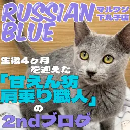 【 ロシアンブルー 】肩乗り大好き！下丸子店随一の甘えん坊イケメン猫の成長記録！