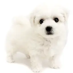 ビションフリーゼ