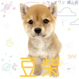 【 豆柴 】とっても明るい性格の持ち主！注目度高めの豆柴ちゃん