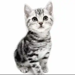 アメリカンショートヘア