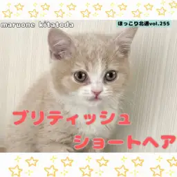 【 ほっこり北通vol.255 】丸顔の癒し系プリンス!ブリティッシュくん入店!